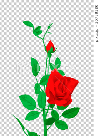 バラの花のイラストのイラスト素材 30759380 Pixta