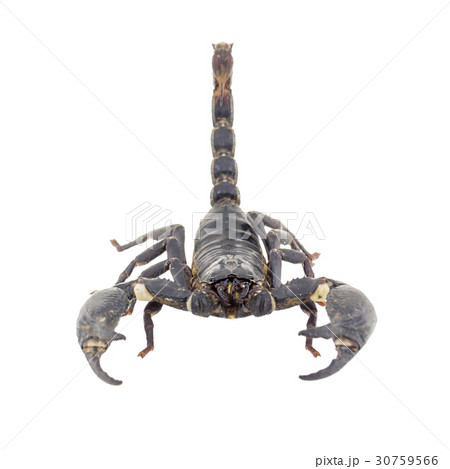 Scorpion isolated on white background 30759566