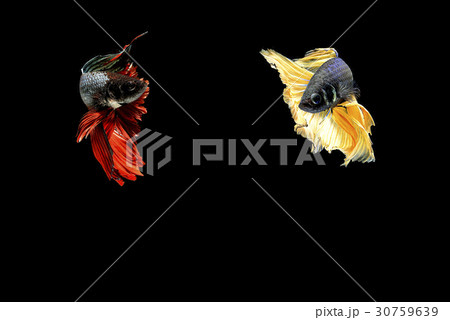 siamese fighting fish isolated on black background 30759639