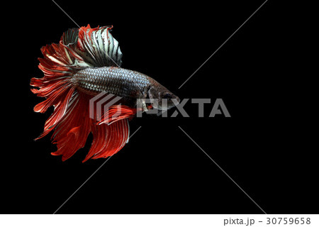 siamese fighting fish isolated on black background 30759658