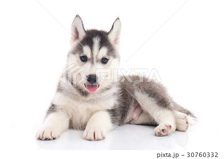 siberian husky puppy sitting on white background siberian husky puppy sitting on white background 30760332