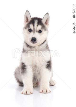 siberian husky puppy sitting on white background siberian husky puppy sitting on white background 30760333