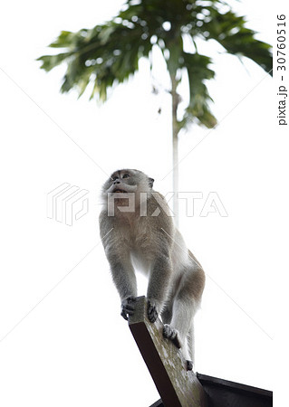 動物 マレーシア サル 30760516