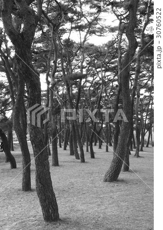 木 松 針葉樹 30760522