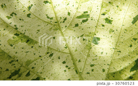 緑 緑色 植物 30760523