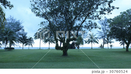 木 マレーシア 芝生 30760524