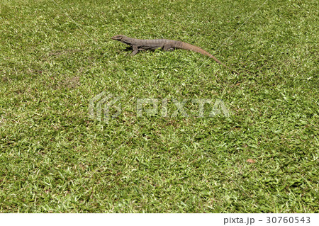 トカゲ マレーシア オオトカゲ 30760543