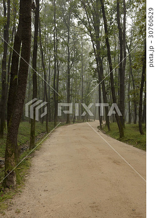 ゴンルン 森 朝鮮王陵 30760629