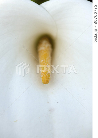 花 花芯 カラー 30760735