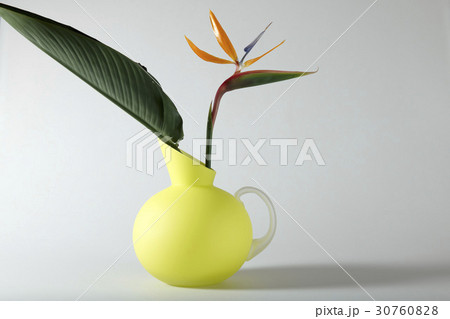 極楽鳥 花 花瓶 30760828