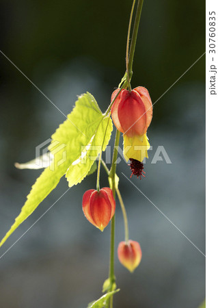 花 植物 アブチルロン 30760835