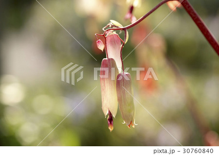 枝 花 フォーカス 30760840