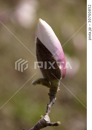 芽 マグノリア 屋外 30760852