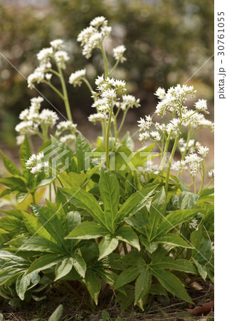 花 ドルダンプン 植物 30761055