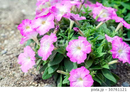 サフィニア、ペチュニア 30761121