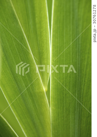 緑 緑色 ヒオウギ 30761278