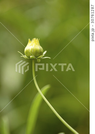グムギェグク 芽 植物 30761287