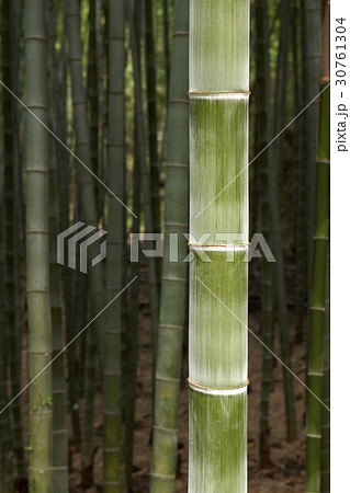 木 竹 植物 30761304