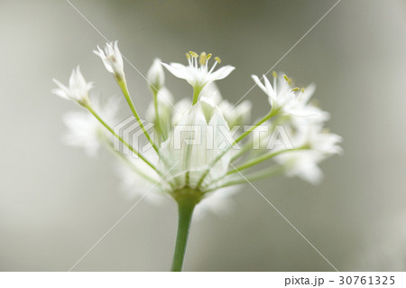 花 花芯 野生の花 30761325