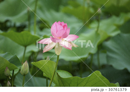 花 ピンク 植物 30761379