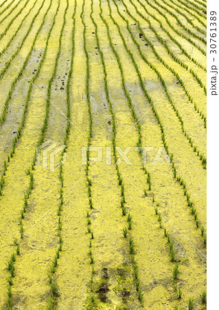 ノン 農業 某 30761389