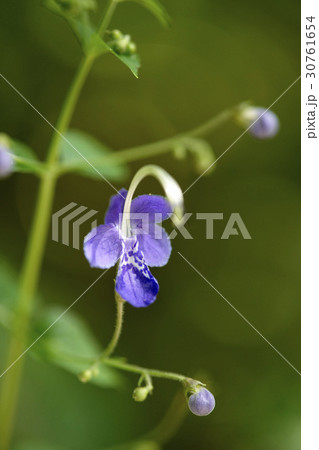 花 ヌリンネフル 植物 30761654