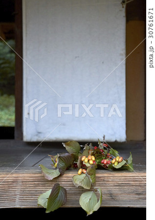 サンシュユ 実 伝統 30761671