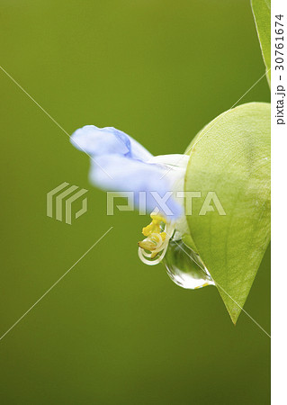 花 ツユクサ 植物 30761674