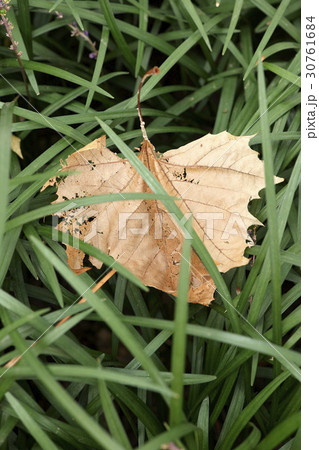 落葉 芝生 クローズアップ 30761684