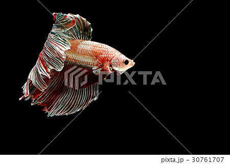 siamese fighting fish isolated on black background siamese fighting fish isolated on black background 30761707