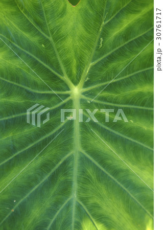 葉 葉脈 野菜 30761717