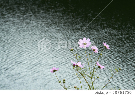 秋 花 コスモス 30761750