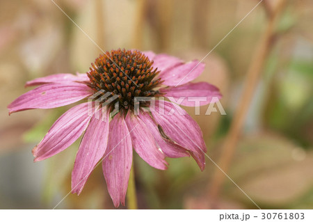 花 花芯 松ぼっくりの花の写真素材