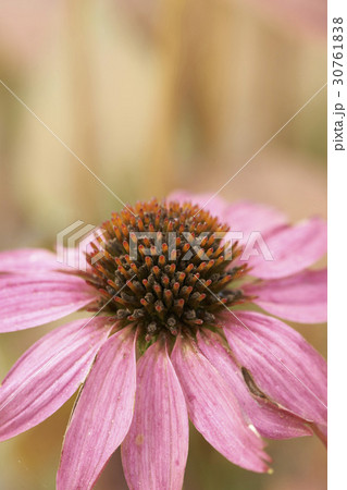 花 松ぼっくりの花 植物の写真素材