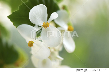 花 ベゴニア 植物 30761882