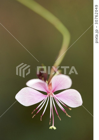 ガウラ 花 アカバナ 30762049