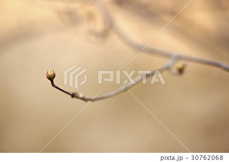 枝 芽 春 30762068