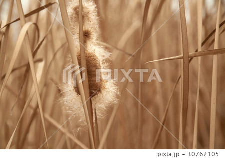 茶色 ガマ 植物 30762105