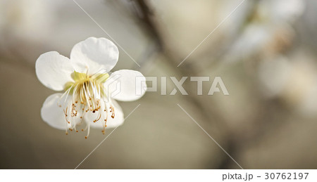 枝 花 梅 30762197