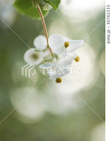 花 ベゴニア 植物 30762233