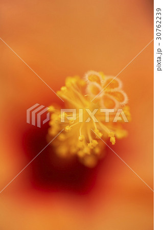 花 花芯 オレンジ 30762239
