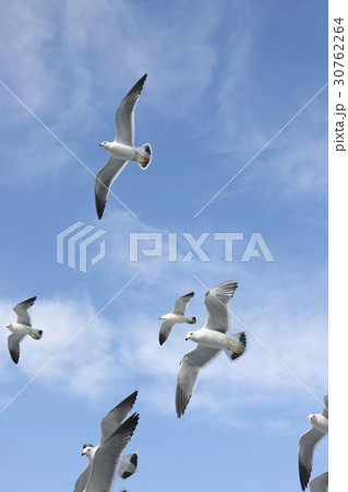 カモメ ローアングル 鳥の写真素材