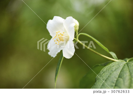 花 花芯 植物 30762633