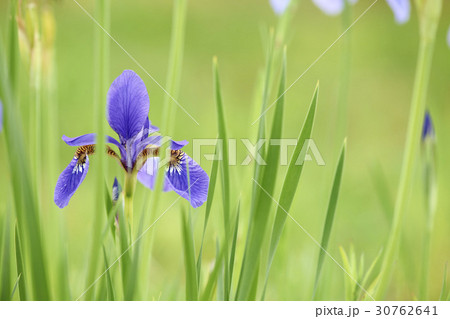 花 あやめ 植物 30762641