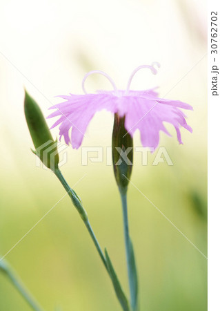 花 芽 野生の花 30762702