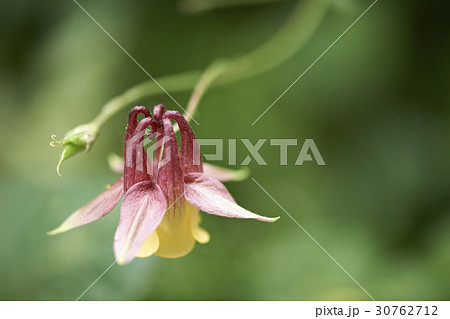 花 オダマキの花 屋外 30762712