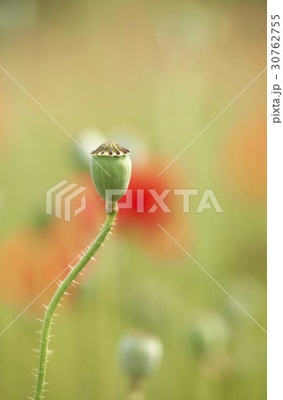 花 屋外 室外 30762755