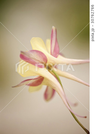 花 オダマキの花 西洋オダマキ 30762766