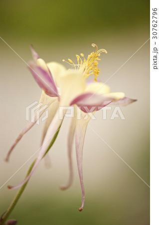 花 オダマキの花 西洋オダマキ 30762796
