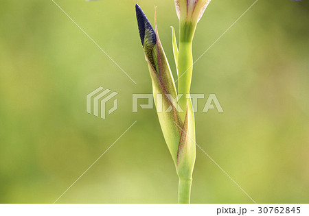 花 芽 あやめ 30762845